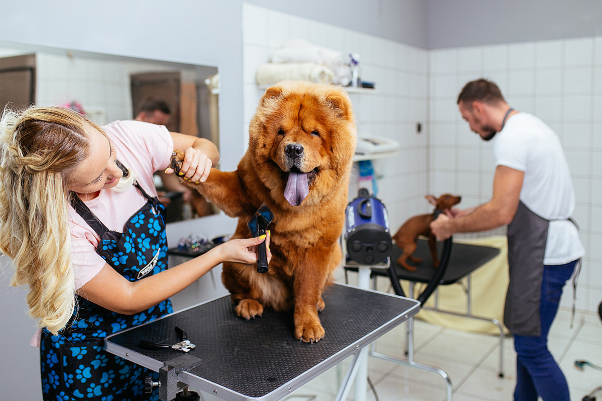 A Guide Miami’s Top Pet Grooming Spots